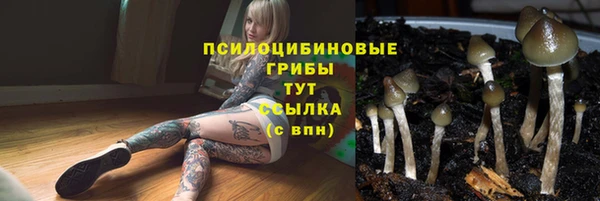 ПСИЛОЦИБИНОВЫЕ ГРИБЫ Осинники