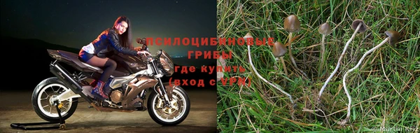 ПСИЛОЦИБИНОВЫЕ ГРИБЫ Осинники